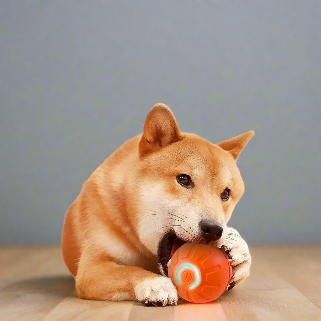 Interactive Dog Ball